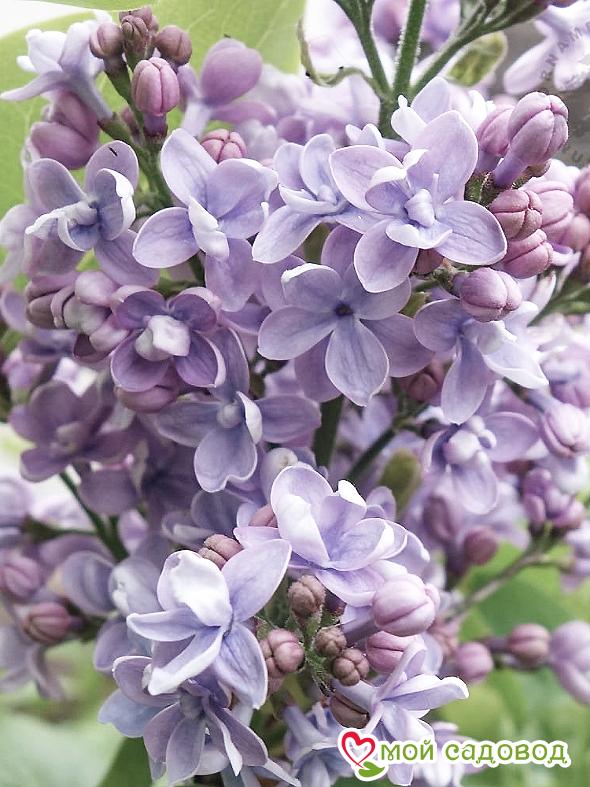 Сирень "Монтень" (Montaigne)