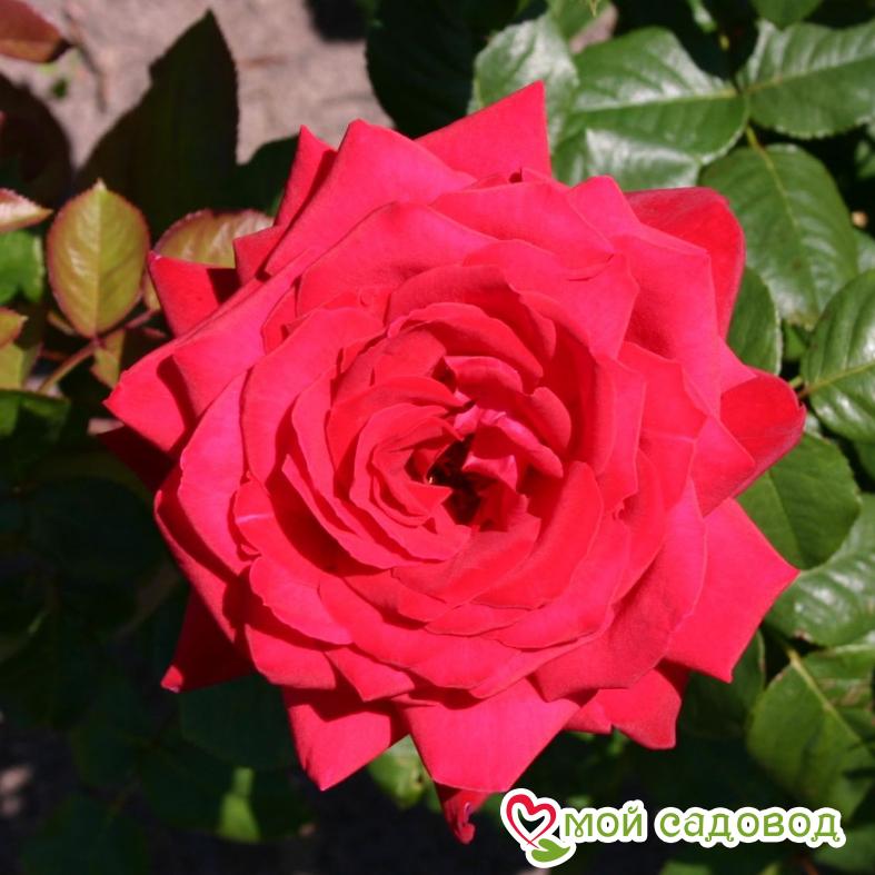 Роза чайно-гибридная Бургундия