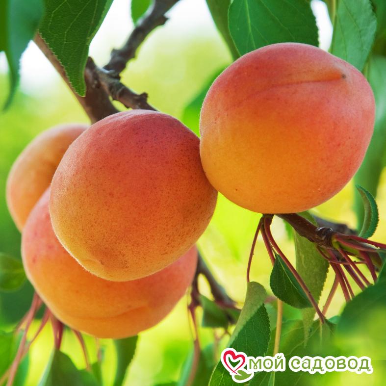 Абрикос Саянский