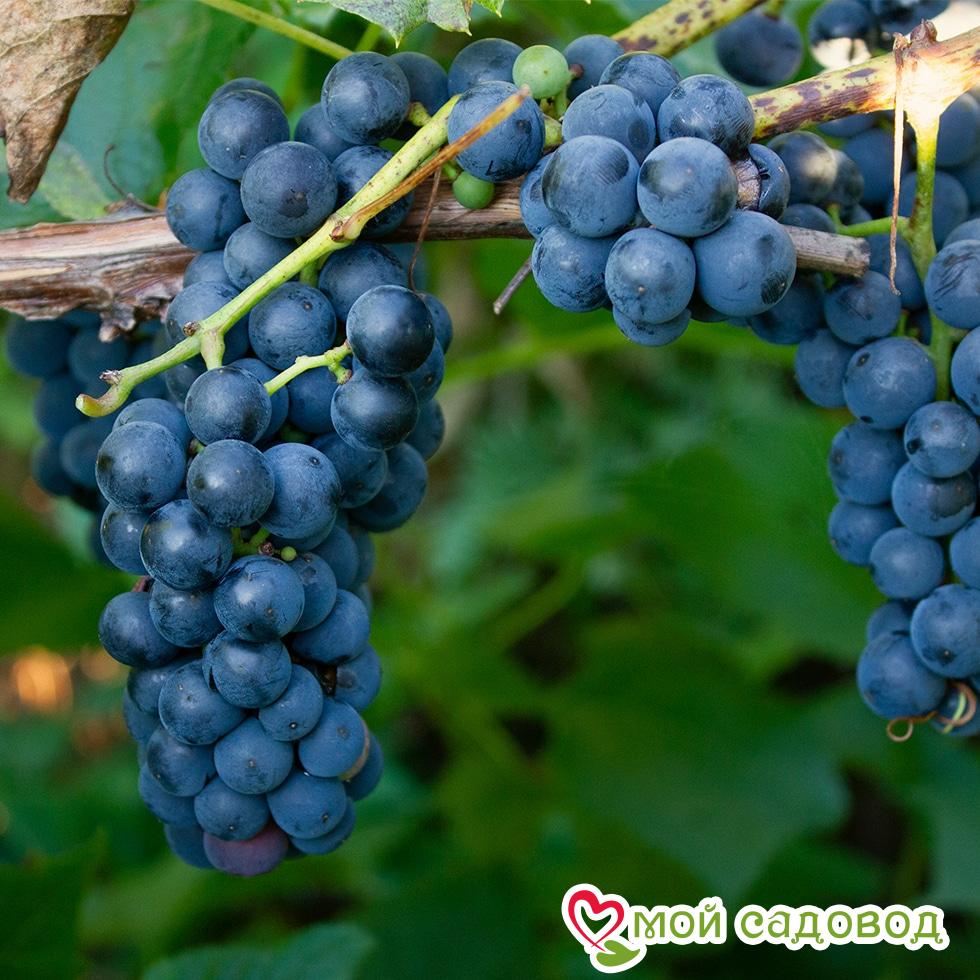 Виноград плодовый Вэлиант