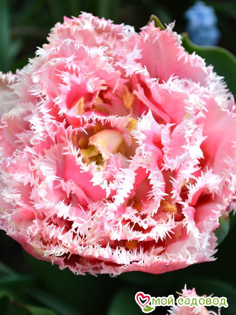 Тюльпан бахромчатый Квинсленд (QUEENSLAND)