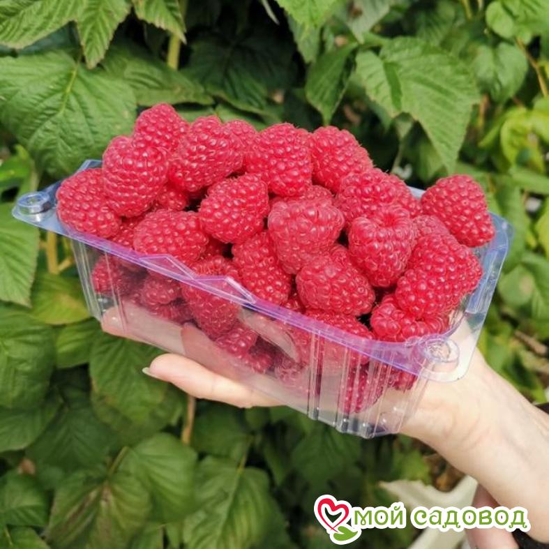 Малина Полонез (Polonez)