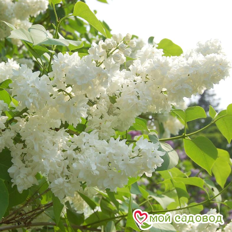 Сирень Советская Арктика