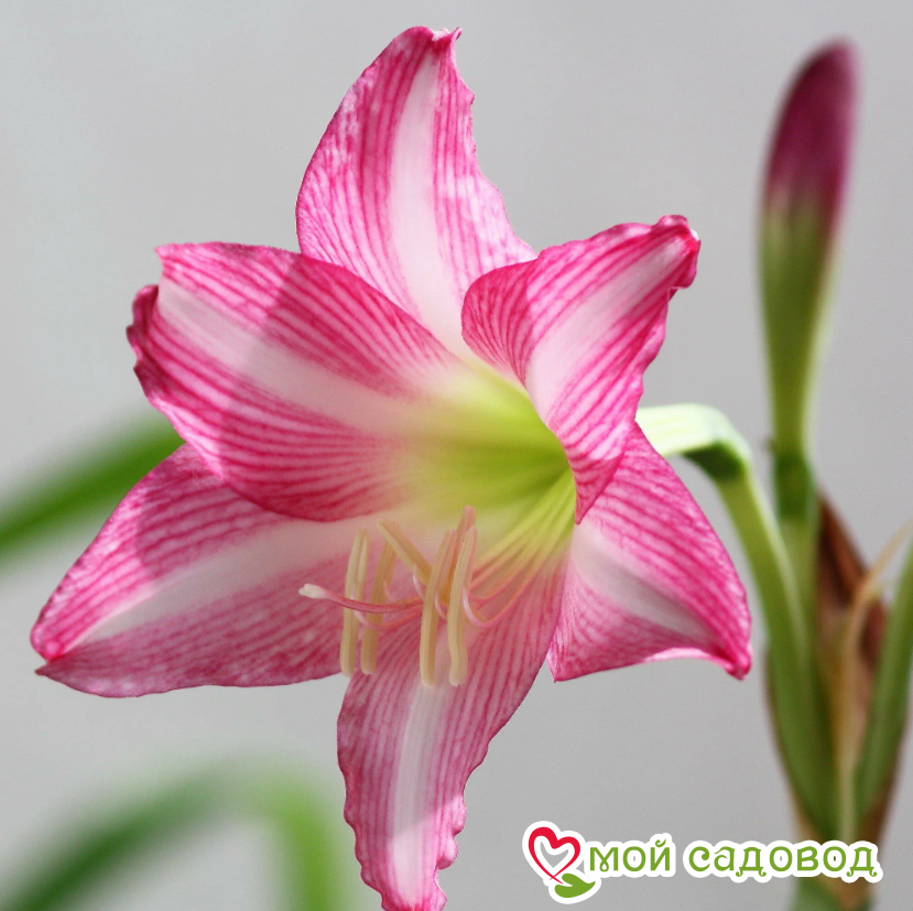 АМАРИЛЛИС ЭСТЕЛЛА