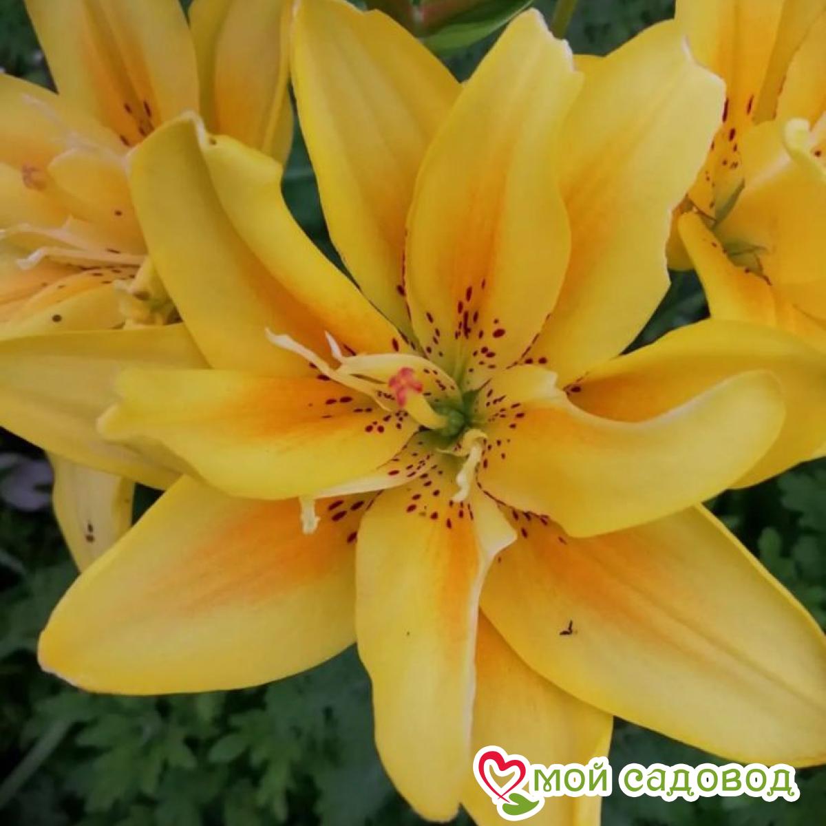 Лилия Сандью ЛА-гибрид