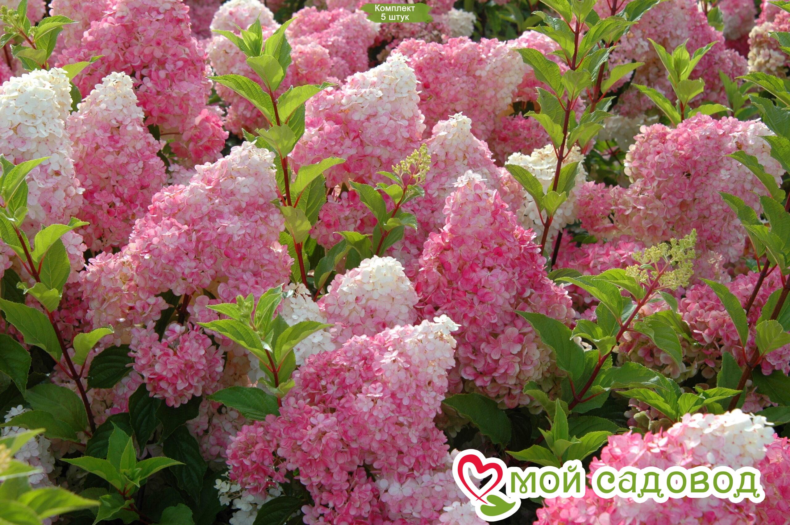 Гортензия метельчатая Ванила Фрайз