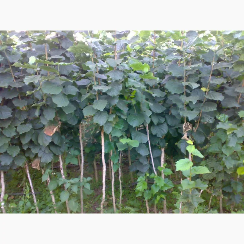 Фундук Московский Рубин